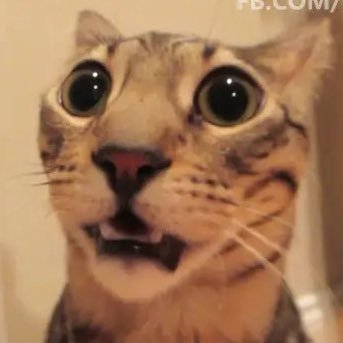 ArsonKitty's profile picture. Hiya! I’m just a cat that likes books. I play some video games with my friends. I pop up occasionally on Twitch on my fiancé’s channel. Come talk to us! 8pm CST