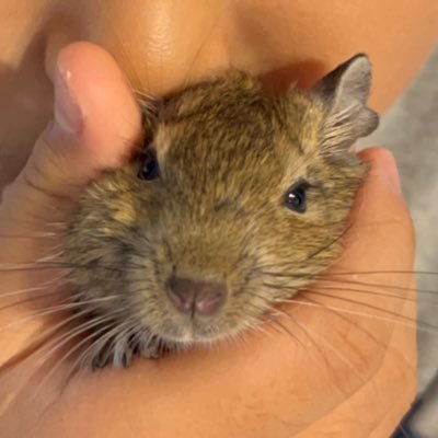 デグーさん🐭を愛でる専用アカウント。無言フォロー失礼します🙏リスさんも可愛い🐿️ハムさんもかわいい🐹2024.2.5クリームのはっちをお迎えしました(2023.10月生)先輩アグーチ ピー(2023.5月生)と仲良くなれるか…?2デグ とも楽しい日々を送っておくれ!(ナッツ🌈2023.6.16)