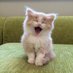 Cute cat (@cutecat0294) Twitter profile photo Cute cat (@cutecat0294) Twitter profile photo