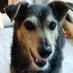 JOLI 📚 einfach nur Joli 🐕 (@joligedichtemi1) Twitter profile photo JOLI 📚 einfach nur Joli 🐕 (@joligedichtemi1) Twitter profile photo