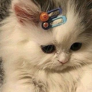 alehbaexa Profile Picture
