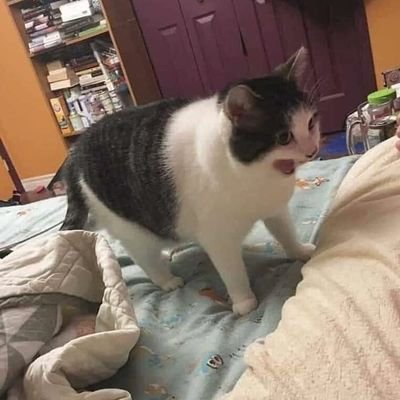 crylletan's profile picture. it just is || XXVI