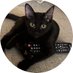 Usher The Cat (@NuneyBucks) Twitter profile photo