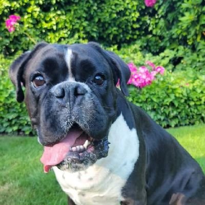 Welcome to our #boxer lover page🥰.This page is dedicated to all #boxer lover &owners🥰.