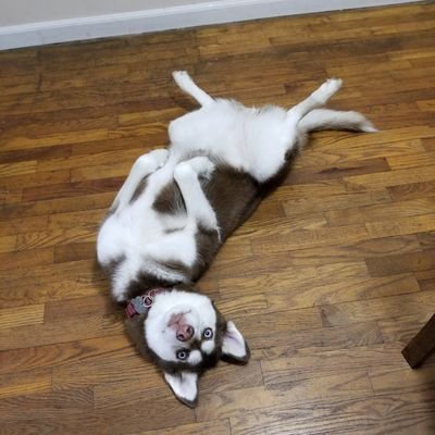 chuckspadina76's profile picture. IBEW Union Electrician, Journeyman, Inside Wireman. Avid hunter, Sportsman, and target shooter.