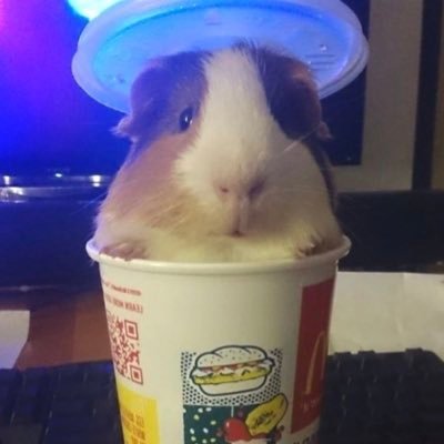 Follow us for daily Guinea pig content