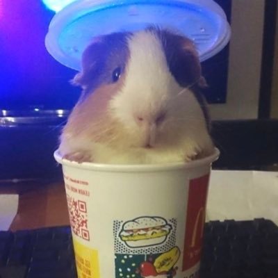 oocguineapig Profile Picture