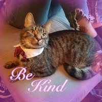 Shelley'O Cats 😺 🏴🇬🇧 (@catsshelley) 's Twitter Profile