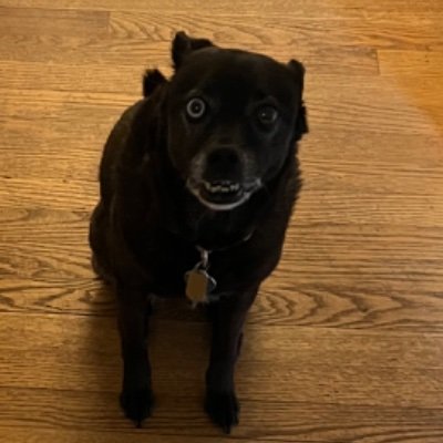 Cutedoggo131's profile picture. Sharing my Learning