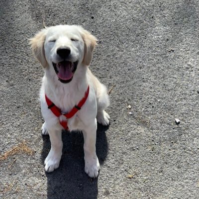 nicolas_cheniti's profile picture. 