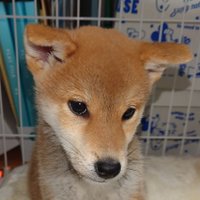 モカ (@moka_r40826) 's Twitter Profile Photo