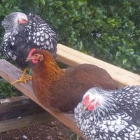Coastal_Clucker (@coastal_clucker) 's Twitter Profile