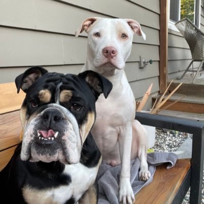 We are Moo and Lou, English bulldog and pit bull rescue pups. My parents say we have 1/2 a brain between us but we are cute and fun so they keep us around.