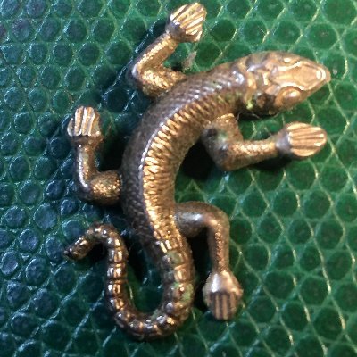 AldoLeGecko Profile Picture