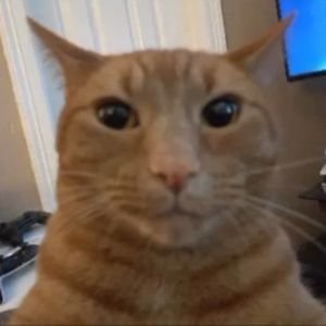 Haz4horizon's profile picture. im haz