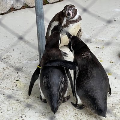 名前の由来は実家で飼ってるニャンコ。アイコンとは一切関係がない。3/12旅立ちました