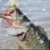 Reeledinfishin 1.0 (@masonlam22) Twitter profile photo Reeledinfishin 1.0 (@masonlam22) Twitter profile photo