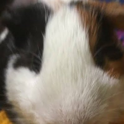 RobloxAdve66480's profile picture.