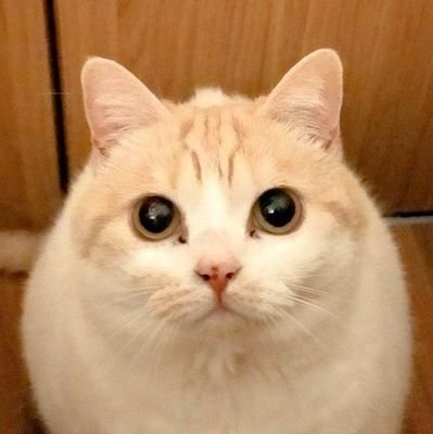 ひたすら我が家の猫を載せるアカウント。無断転載お断り。カクヨム連載中。100万PV突破。
おばあちゃん（@obabamsms
）
ほしいもhttps://t.co/ZTtGrL6BWe