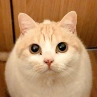 まさまさ(猫) (@nyanyanya0902) 's Twitter Profile Photo