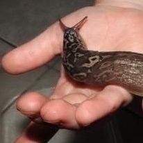 of5636912432567's profile picture. magical