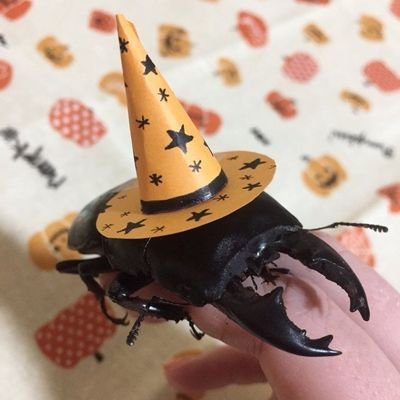 bugwizrd's profile picture. part time wizard. iq of 230. seeking toads and various trinkets. lover of orbs, hater of evil goblins and gnomes
(old acc got killed)