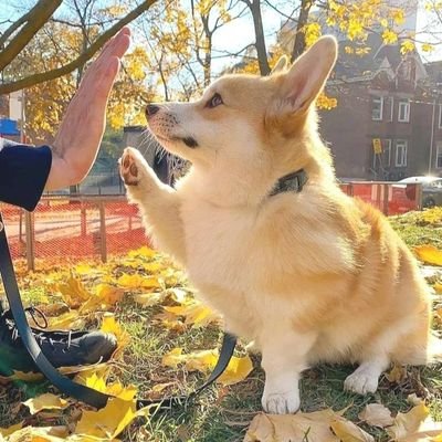 CorgidogW31572's profile picture. 👉 Welcome to @corgidog_world 
🐕 We share daily #corgi Contents 
🐾 Follow us if you really love pugs