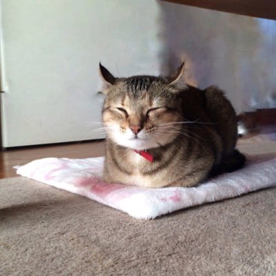 lAsxHILHdEw0fCd's profile picture. 👦R4.3誕生のいつまでたってもムチムチイヤイヤマン/👩医療職時短/無言フォロー失礼します&大歓迎です