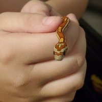 Mobius Fillagrew (@fillagrew) 's Twitter Profile Photo