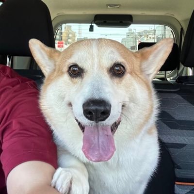 corgi_andypapa Profile Picture