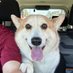コーギー短足部(部長) (@corgi_andypapa) Twitter profile photo コーギー短足部(部長) (@corgi_andypapa) Twitter profile photo