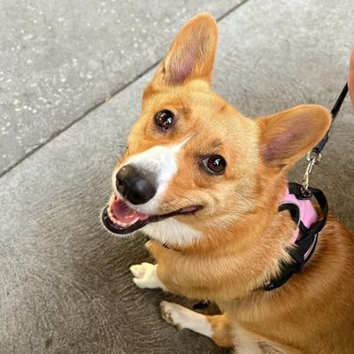 Welcome to @corgiloversclan. We share #corgi contents daily. Follow us if you love Corgi.