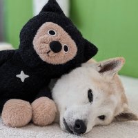 ZUKINDOGS (@zukindogs7) 's Twitter Profile