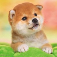 くろ (@sdf_kurokuro) 's Twitter Profile