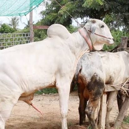 male_genui12932's profile picture. FrndlyBuLL looking for genuine trustworthy Frndship