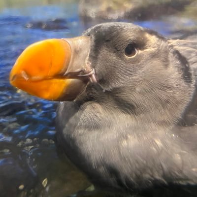 amaturx8's profile picture. ヤマトとかガンダムが好きな受験生。ウマ娘やってます