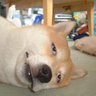 hogehuga's profile picture. displayNameではなく、hogehugaと呼んで頂いて構いません。 四川麻婆豆腐大好き/イベンター/水風呂道 師範(会員1名)。脆弱性対応研究会 主催。欲しいものリスト: https://t.co/X8igmXZjC7…
