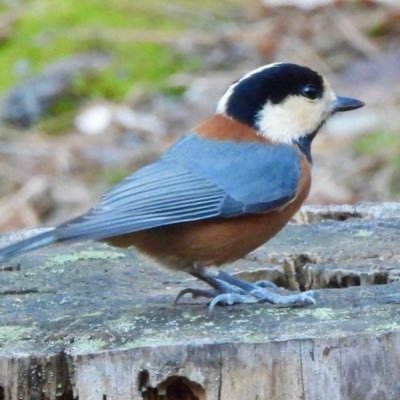 リトルトゥースであり (‘ω’)(`L´└) 🫑であり🌰🥜バカリズム升野さんは永遠の心の愛人でもあるおばさんです こんな私ですがひとつよしなに☝️ 既婚蟹座B型