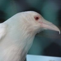 KaRaSu0 (@karasu0) 's Twitter Profile