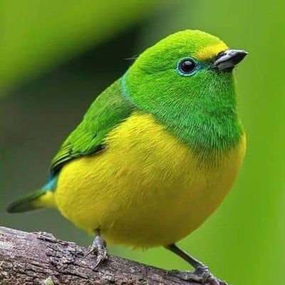 تابعني هنا سوف تجد أنواع الطيور
سبحان الله وبحمده سبحان الله العظيم