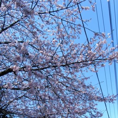 kisami_one's profile picture. 90年生まれ/22.12～🆑/両側卵管狭窄→23.1FT手術済/子宮筋腫/子宮内フローラ低め/内膜炎治療済/AIH②×/採卵①/移植①×/移植②低hcgからの心拍確認済み/絨毛膜下血腫/フルタイム会社員/痛みに弱い超絶ビビリ😂/無言フォロー失礼します🙇‍♀️ 移動先@kisami_mylife