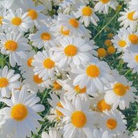 Manami (@manami58960521) 's Twitter Profile