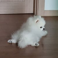 작은행복(@JEunhaengbog) 's Twitter Profile Photo