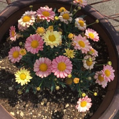 sheinlovesan's profile picture. 