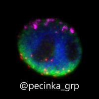 Chromatin organization and function(@pecinka_grp) 's Twitter Profile Photo