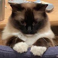 Hinori (@wistoro) 's Twitter Profile Photo