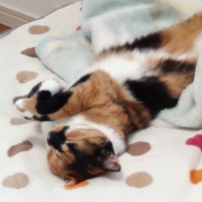 takumix12082's profile picture. タクヤもちょベル凍結祭り被弾(´；ω；｀)
一時避難用