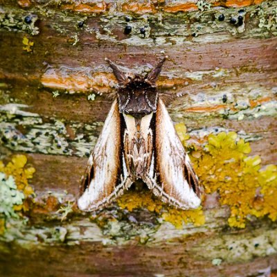 Mainly lichens. Often moths. Sometimes harvestmen and wildflowers. Occasionally other fungi, invertebrates and plants. Natural history avatar of @anthonyspeca.