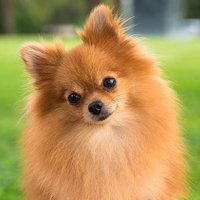 Pomeranian Lovers(@pomeranian1516) 's Twitter Profile Photo