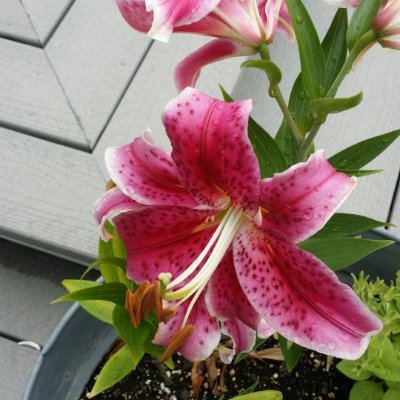 yaklauren0819's profile picture. Marlene Lauren 
Author of self supportive childrens books featuring anti bullying and self esteem building
MBA La Salle
Essayist pour femme